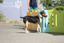 SIMBA, Hund, Bodeguero Andaluz in Spanien - Bild 2