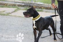 BABYLON, Hund, Pit Bull Terrier in Spanien - Bild 1