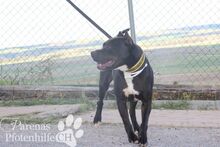 BABYLON, Hund, Pit Bull Terrier in Spanien - Bild 3