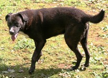 MELCHIORRE, Hund, Mischlingshund in Italien - Bild 3