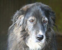 FRIEDA, Hund, Mischlingshund in Italien - Bild 3