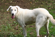 WEISS, Hund, Mischlingshund in Kirchlengern - Bild 2