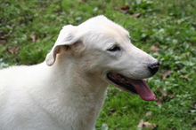 WEISS, Hund, Mischlingshund in Kirchlengern - Bild 3