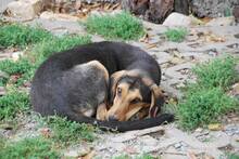 BARRY, Hund, Mischlingshund in Bulgarien - Bild 2