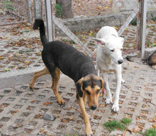 BARRY, Hund, Mischlingshund in Bulgarien - Bild 3