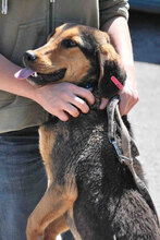 BARRY, Hund, Mischlingshund in Bulgarien - Bild 4