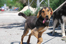 BARRY, Hund, Mischlingshund in Bulgarien - Bild 5