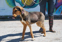 BARRY, Hund, Mischlingshund in Bulgarien - Bild 6