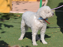 BOBBY, Hund, Wasserhund-Mix in Spanien - Bild 4