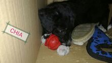 ENIA, Hund, Mischlingshund in Spanien - Bild 15