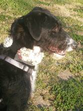 ENIA, Hund, Mischlingshund in Spanien - Bild 19