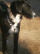 ENIA, Hund, Mischlingshund in Spanien - Bild 24