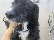 ENIA, Hund, Mischlingshund in Spanien - Bild 29