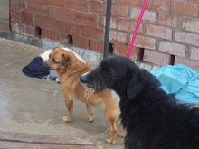 ENIA, Hund, Mischlingshund in Spanien - Bild 32