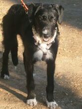 ENIA, Hund, Mischlingshund in Spanien - Bild 5
