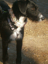 ENIA, Hund, Mischlingshund in Spanien - Bild 7