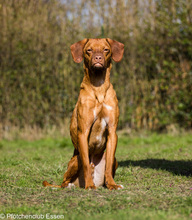 LEBEAU, Hund, Mischlingshund in Freiburg - Bild 10