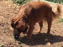 LYKA, Hund, Bretonischer Spaniel-Mix in Spanien - Bild 11