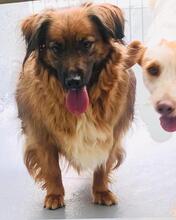 LYKA, Hund, Bretonischer Spaniel-Mix in Spanien - Bild 6