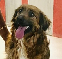 LYKA, Hund, Mischlingshund in Spanien - Bild 1