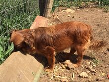 LYKA, Hund, Mischlingshund in Spanien - Bild 15