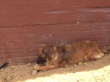 LYKA, Hund, Mischlingshund in Spanien - Bild 17