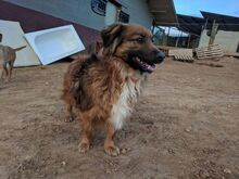 LYKA, Hund, Mischlingshund in Spanien - Bild 3