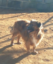 LYKA, Hund, Mischlingshund in Spanien - Bild 7