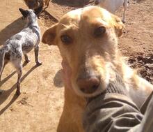 CHEPI, Hund, Podengo Portugues in Spanien - Bild 4