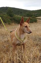 CHEPI, Hund, Podengo Portugues in Spanien - Bild 8