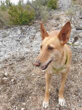 CHEPI, Hund, Podengo Portugues in Spanien - Bild 9