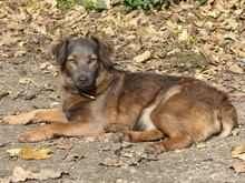 MICKY, Hund, Mischlingshund in Münchberg - Bild 1