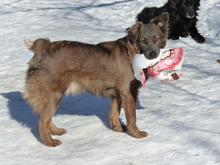 MICKY, Hund, Mischlingshund in Münchberg - Bild 2