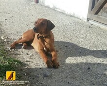 CHARLIE, Hund, Mischlingshund in Kreuzau - Bild 1
