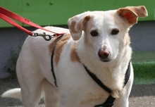 FEDE, Hund, Mischlingshund in Steinheim - Bild 11