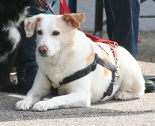FEDE, Hund, Mischlingshund in Steinheim - Bild 12