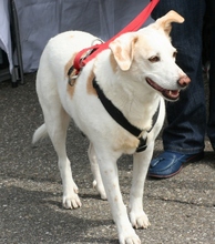 FEDE, Hund, Mischlingshund in Steinheim - Bild 13