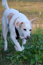 FEDE, Hund, Mischlingshund in Steinheim - Bild 7