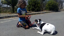 DAVE, Hund, Bodeguero Andaluz in Spanien - Bild 13