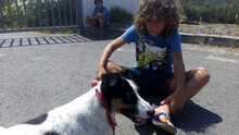 DAVE, Hund, Bodeguero Andaluz in Spanien - Bild 14
