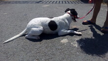 DAVE, Hund, Bodeguero Andaluz in Spanien - Bild 15