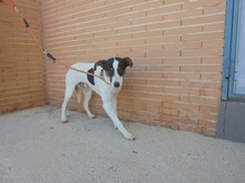 DAVE, Hund, Bodeguero Andaluz in Spanien - Bild 9