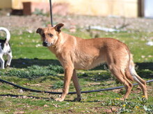 CARMIA, Hund, Mischlingshund in Spanien - Bild 10