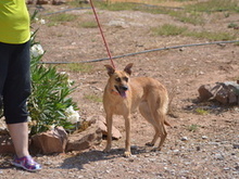CARMIA, Hund, Mischlingshund in Spanien - Bild 11