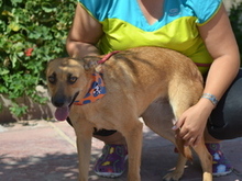 CARMIA, Hund, Mischlingshund in Spanien - Bild 12