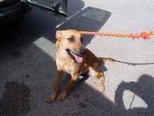 CARMIA, Hund, Mischlingshund in Spanien - Bild 15