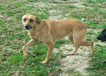 CARMIA, Hund, Mischlingshund in Spanien - Bild 17