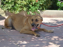 CARMIA, Hund, Mischlingshund in Spanien - Bild 18