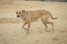CARMIA, Hund, Mischlingshund in Spanien - Bild 21