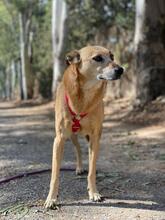 CARMIA, Hund, Mischlingshund in Spanien - Bild 25